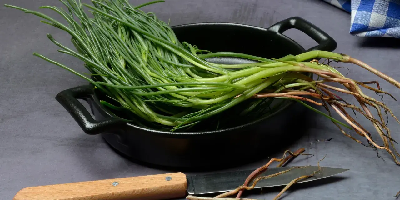 Mazzo di agretti freschi con radici, pronti per essere cotti in padella. Un coltello è appoggiato accanto.